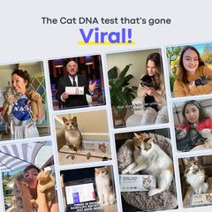 Basepaws cat DNA test kit swab action demonstrates quick gentle sample collection with clear instructions