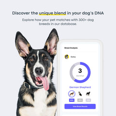 Basepaws dog DNA kit lab analysis shows genetic screening progress