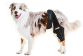 Bawektrl Dog Knee Brace front view showing 360° hind leg support
