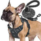 Beebiepet heavy-duty tactical harness on a medium dog, rugged outdoor fit.