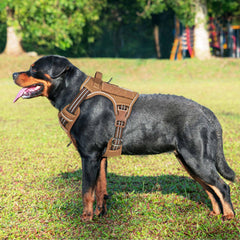 Beebiepet harness side with Molle strips for gear-ready walking and training.