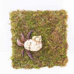 Begeterday 6 Inch Hermit Crab Climbing Wall assembly view shows easy setup