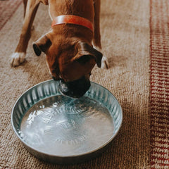 Behrens galvanized steel pan outdoors for reliable pet hydration in any weather.
