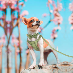 Beirui plaid harness front-clip design adjustable breathable for small dogs.