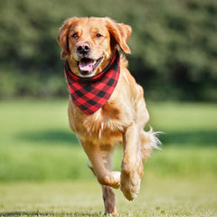 Bememo four-piece pet bandana pack ready for daily wear and events.