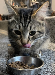 Bench & Field cat food with chicken meal ingredients highlighting savory protein profile
