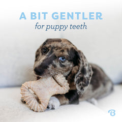Benebone Puppy dental chew wishbone teething closeup shows gentle nylon texture soothing gums.