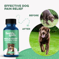 BestLife4Pets dog climbing stairs motion shows improved confidence and reduced stiffness.