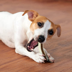 BETTEPROD durable nylon bone design helps maintain oral health and reduces anxious chewing