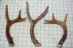 Big Dog Antler Chews: long-lasting indoor chew for strong chewers.