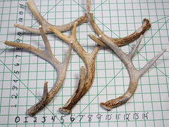 Big Dog Antler Chews whitetail-deer-antler-8-13-inch-long no odor mess-free floor