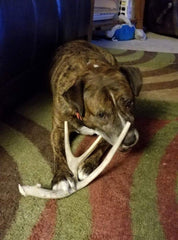 Big Dog Antler Chews XL USA-sourced deer antler—from wild deer, no additives