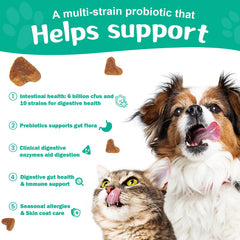 BIGHERO Probiotics dogs advanced strains image highlights diverse gut bacteria.