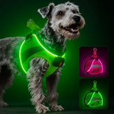 BiPawTi light-up harness front view enhances night visibility for dogs.