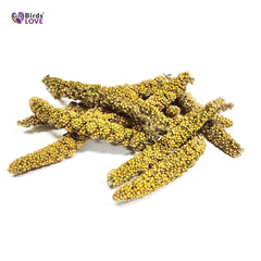 Birds LOVE Millet Tips & Tails 2.5-5 inch pieces ready for foraging and variety