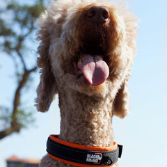 Black Rhino collar shows neoprene padding for comfortable, odor-resistant wear.