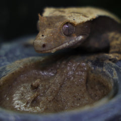 Blue River Diets Crested Gecko Diet bug protein image highlighting fly larva content for growth.