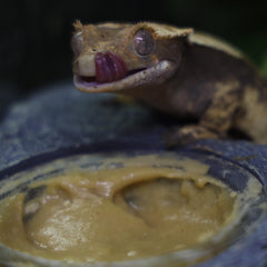 Blue River Diets Crested Gecko Diet Mango Madness serving bowl illustrating easy daily feeding routine.