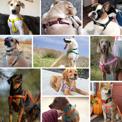 Blueberry Pet Essentials Step-in Harness chest girth 26-39 inches demonstrates fit range for large dogs