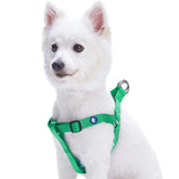 Blueberry Pet Essentials Step-in Harness emerald vest front view showing adjustable fit for secure daily walks