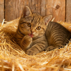BobbleT cat shelter straw—soft, warm bedding for outdoor shelters.