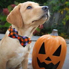 Bobo Rainbow durable hardware with D-ring for secure leash attachment.
