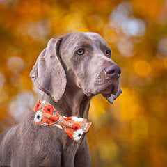 Bobo Rainbow Fall Dog Collar removable bowtie for versatile looks.