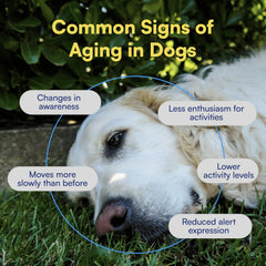 Boops Pets NAD+ precursor energy-boost concept image suggests potential daily vitality for aging dogs.