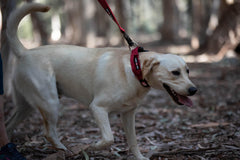 Boss Dog Tactical Collar red small side clip highlights dual-trigger clip resilience.