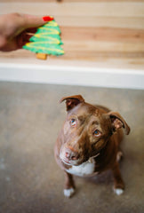 BoxDog Christmas cookies sharing with dog illustrates a joyful holiday moment.