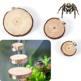 BOXOB jumping spider ledges wooden set offers a sturdy resting platform in enclosures.