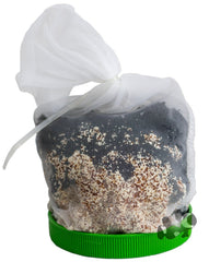 Boyd Chemi-Pure Green planted aquarium setup with enhanced growth