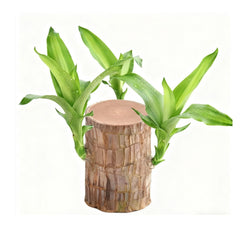 Brazilian Lucky Wood Plant front view highlights rustic natural charm for living spaces