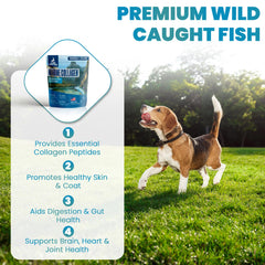 Brightway Pets dog enjoying a walk suggests improved mobility and joint comfort.