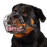 BRONZEDOG muzzle with stainless steel basket provides sturdy protection during safe introductions.