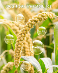 BUCATSTATE sun-dried millet grains close-up, plump and wholesome.