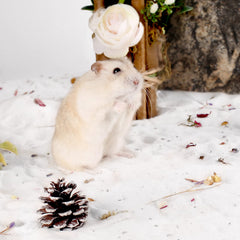 BUCATSTATE ultra-fine white sand feels silky on tiny paws.