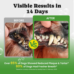 BuddyCheer dog dental powder with measuring spoon for simple daily dosing.