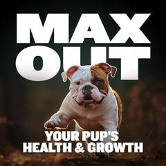 Bully Max 2-in-1 puppy chews probiotics glow promoting gut health.