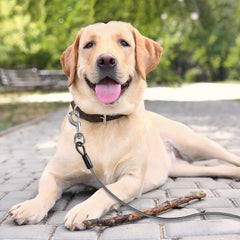 BV Dog Tie Out 25ft quick-release swivel clips enable easy setup and reliable leash connection