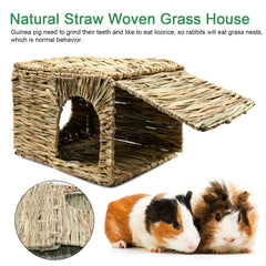 BWOGUE guinea pig hideaway in use demonstrating exploration and foraging