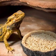 CalPalmy bowl in small reptile setup fits compact terrariums