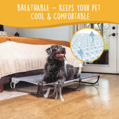 Canine Canyon Daisy Cot dog resting on breathable elevated cot.