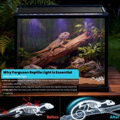 Capybland UVB light spectrum 6500K visible light — complements the reptile’s visual environment.