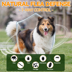 Carmelie chews shown during outdoor hiking for active dogs' flea protection.