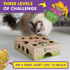 Cat Amazing cat-active-play-session demonstrating physical engagement.