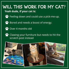 Cat Kush Organic Catnip sparks energetic play and purrs during a toy session