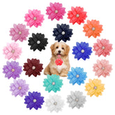 Catcan dog flower collar front view with vibrant colors for daily wear