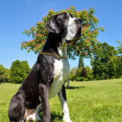 Chain Choke Collar shows adjustable sizing on XS for small dogs.