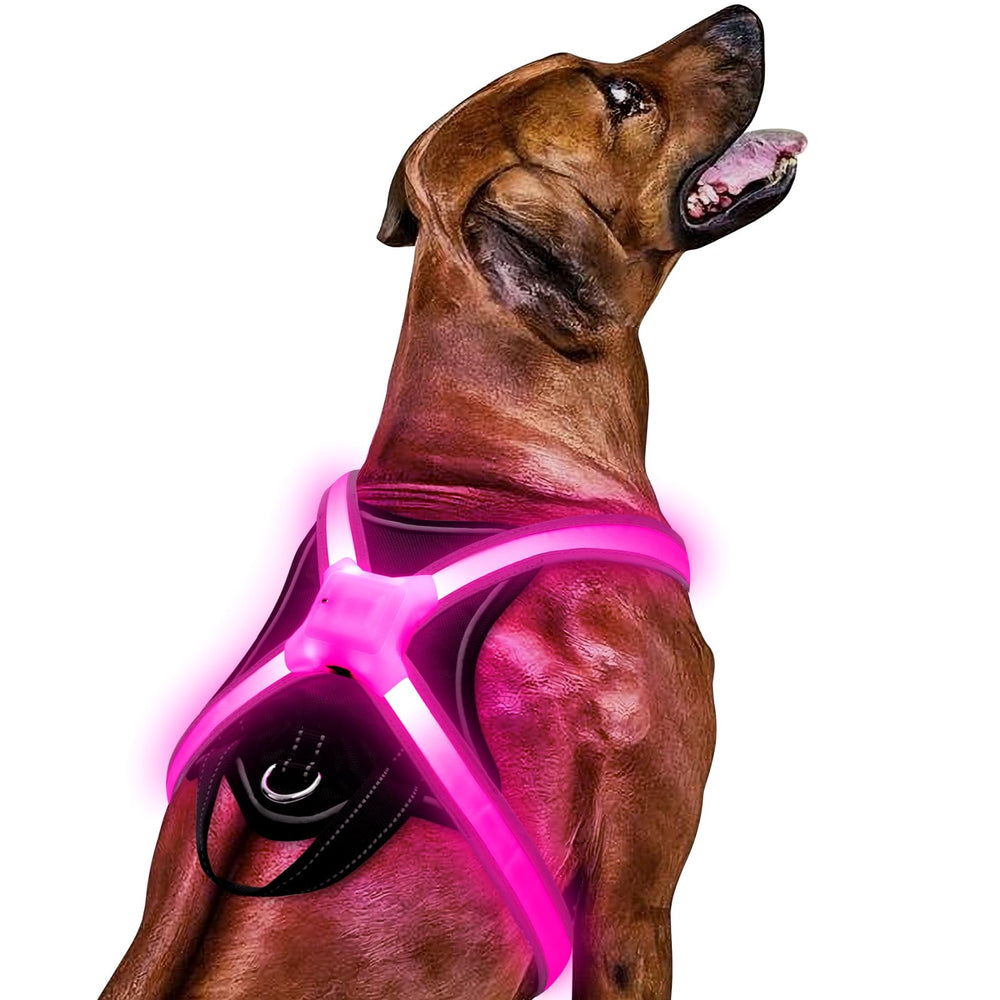 ChalkLit Light-Up Dog Harness shows full-spectrum LEDs for high-visibility walks.